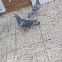 کفتر مسافتی جفت|پرنده|مشهد, پروین اعتصامی|دیوار