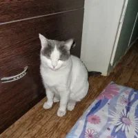 واگذاری رایگان گربه