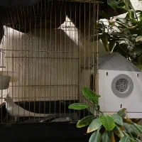 عروس هلندی|پرنده|قم, حنیف نژاد|دیوار