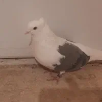 کبوتر|پرنده|برخوار, |دیوار