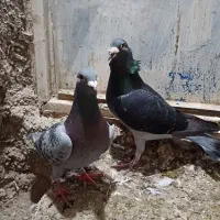 سه عدد طوقی|پرنده|اردبیل, |دیوار