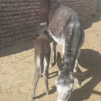 شیر الاغ کاملا بهداشتی دوشیدن در حضور مشتری|خوردنی و آشامیدنی|دشتابی, |دیوار