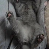 گربه اسکاتیش بلو نر