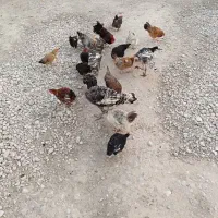 مرغ وخروس