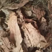 برگ خشک و نیمه پوسیده