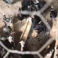 تخم مرغ گلین خال سوزنی