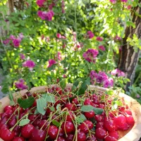 نیاز به نیروی کار برای امورات باغ