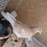 کفترکبوتردم سفیدکلاغ طوقی کاکلی