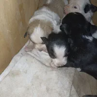 واگزاری طوله سگ های گوش تیز