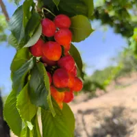 باغ دارای درختان میوه|فروش زمین و ملک کلنگی|اصفهان, آزادان|دیوار