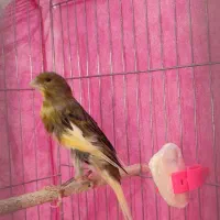 قناری نر ی سر