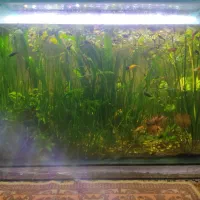 فروش اکواریوم با تمام وسایلاش