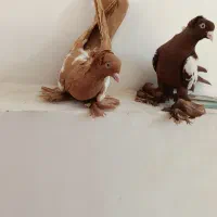 کبوتر|پرنده|تبریز, |دیوار