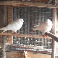 جوجه هیچ پری بام ندیده|حراج|احمدسرگوراب, |دیوار