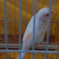 قناری ماده سفید لیمویی خیلی زیبا|پرنده|اسلام‌شهر, مظفریه|دیوار