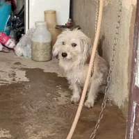 نوع سگ|سگ|قروه, |دیوار