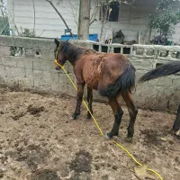 مادیان|اسب و تجهیزات اسب‌سواری|رضوانشهر, |دیوار