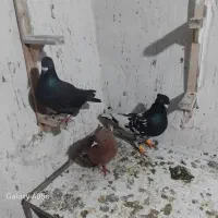 کفتر پرشی|پرنده|تربت جام, علوی|دیوار