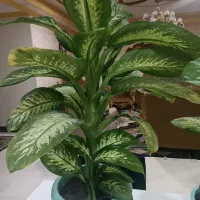 گل و گیاه|گل و گیاه طبیعی|ایذه, |دیوار