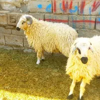 ۴ عدد بره روشن چاق بازدید ریگان الکی مزاحم نشه