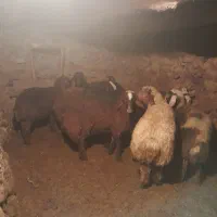 بره نر|حیوانات مزرعه|سروآباد, |دیوار