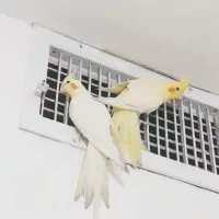 عروس هلندی جفت لوتینونروماده