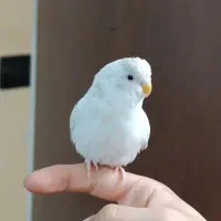 مرغ عشق فول دستی و کاملا رام