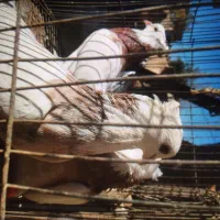 کبوتر جوجه بوم|پرنده|شیروان (خراسان), |دیوار