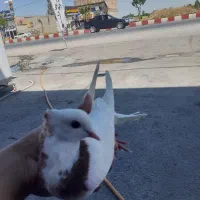 کبوتره طوقی و دم سفید