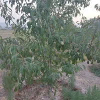 تغذیه گیاه در زمینه های باغداری ،کشاورزی،گلخانه