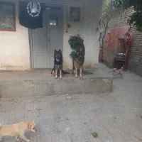 توله ژرمن ۸ماهه