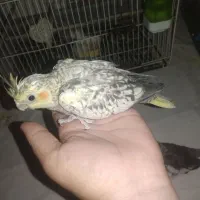 عروس هلندی جوجه