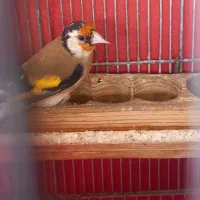 فروش سهره گل بلند جوجه سال|پرنده|شیراز, قلات|دیوار