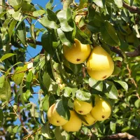 فروش نهال تمامی ارقام با ضمانت کیفیت و پشتیبانی|خدمات باغبانی و درختکاری|اردبیل, |دیوار