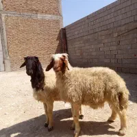 شک ورن .یا قوچ بپر سالم