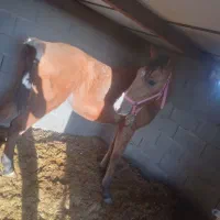 قیمت توافقی