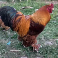 جوجه امپراطور گلد خالص