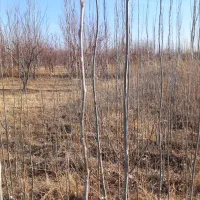 صنوبر تبریز|خدمات باغبانی و درختکاری|میاندوآب, |دیوار