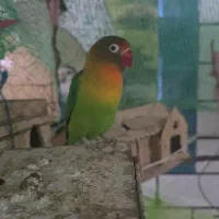 طوطی برزیلی نر سخنگو