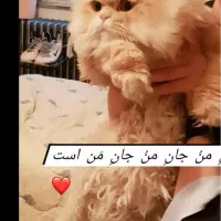 گربم گمشده|حیوانات|تبریز, |دیوار