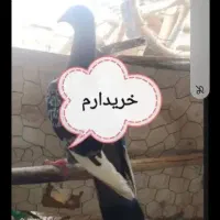 جوجه جوانه فقط نر