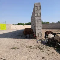 میش وبره