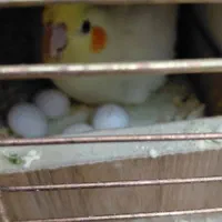 عروس هلندی لوتینو