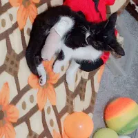 واگذاری رایگان|گربه|قم, پردیسان|دیوار