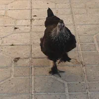 مرغ و خروس محلی و جوجه برهما لایت