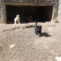 توله سگ. سرابی|سگ|اردبیل, |دیوار