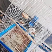 کوتوله برزیلی ابرو بادی|پرنده|شیراز, دلجو|دیوار