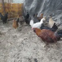 جوجه مرغ محلی