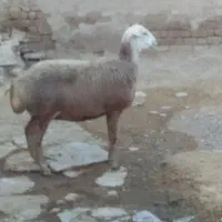 گوسفند|حیوانات مزرعه|سنقر, |دیوار