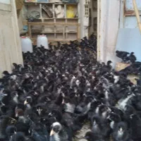 جوجه مرغ خروس